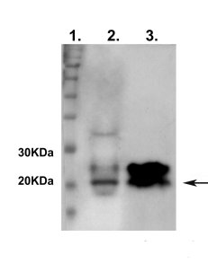 western blot using anti-SOC1 antibodies